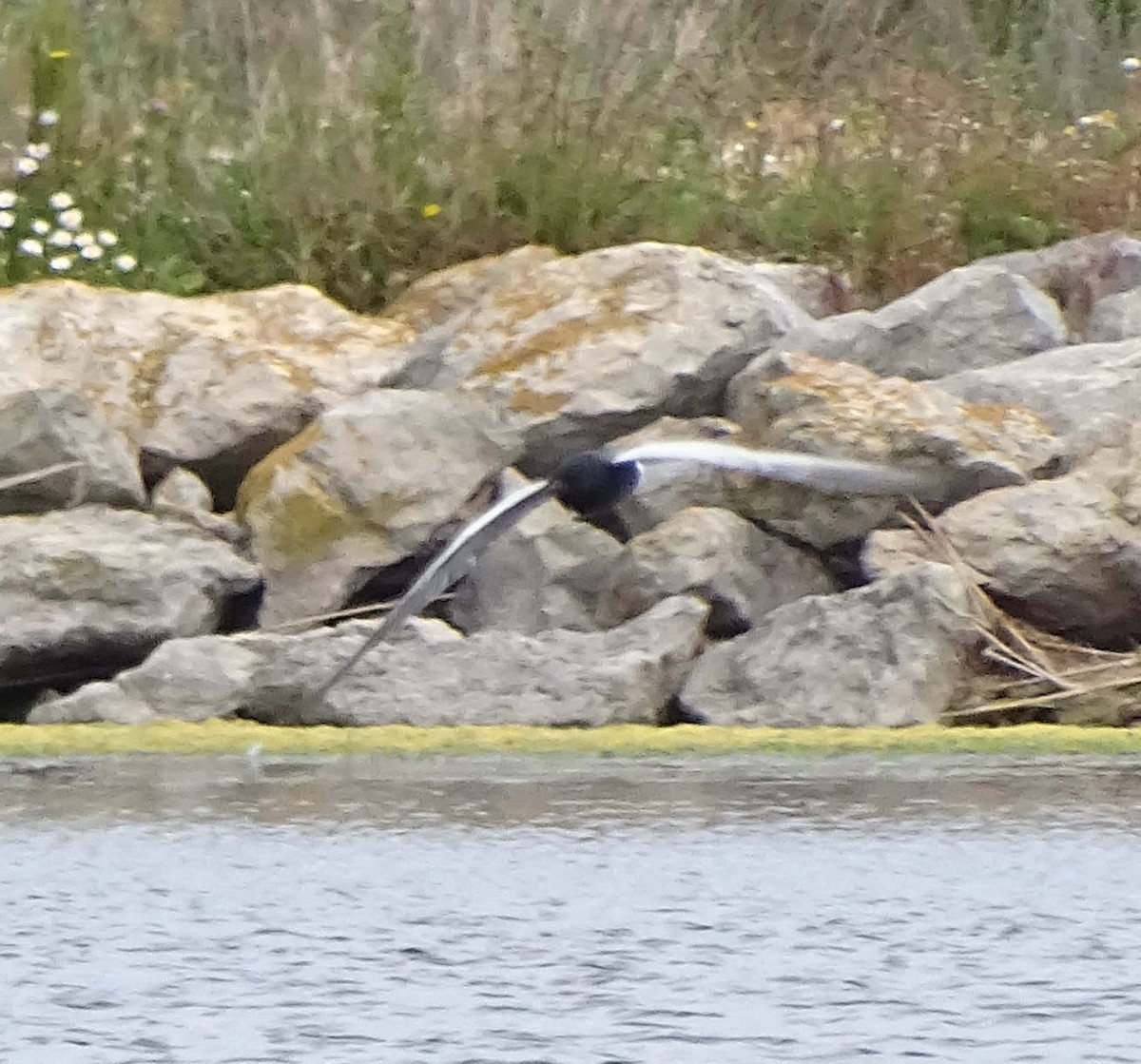 hvitvingesvartterne - ML644356502