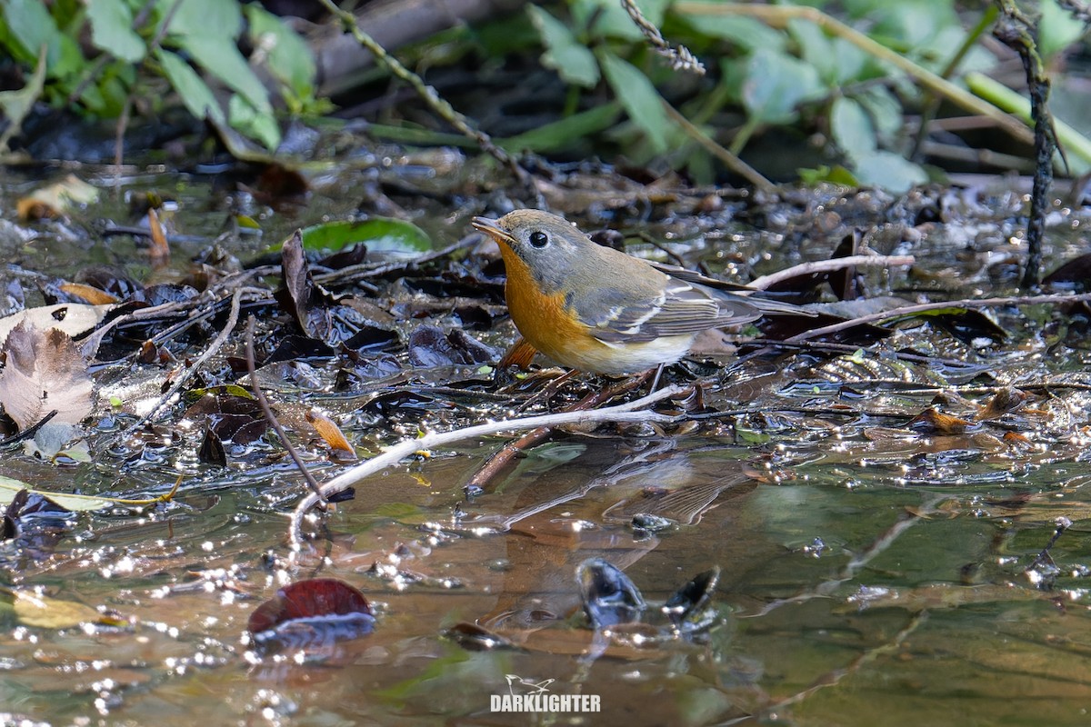 Mugimaki Flycatcher - ML644356546