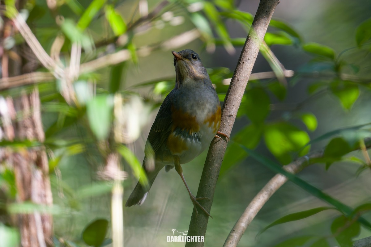 Amurdrossel - ML644356552