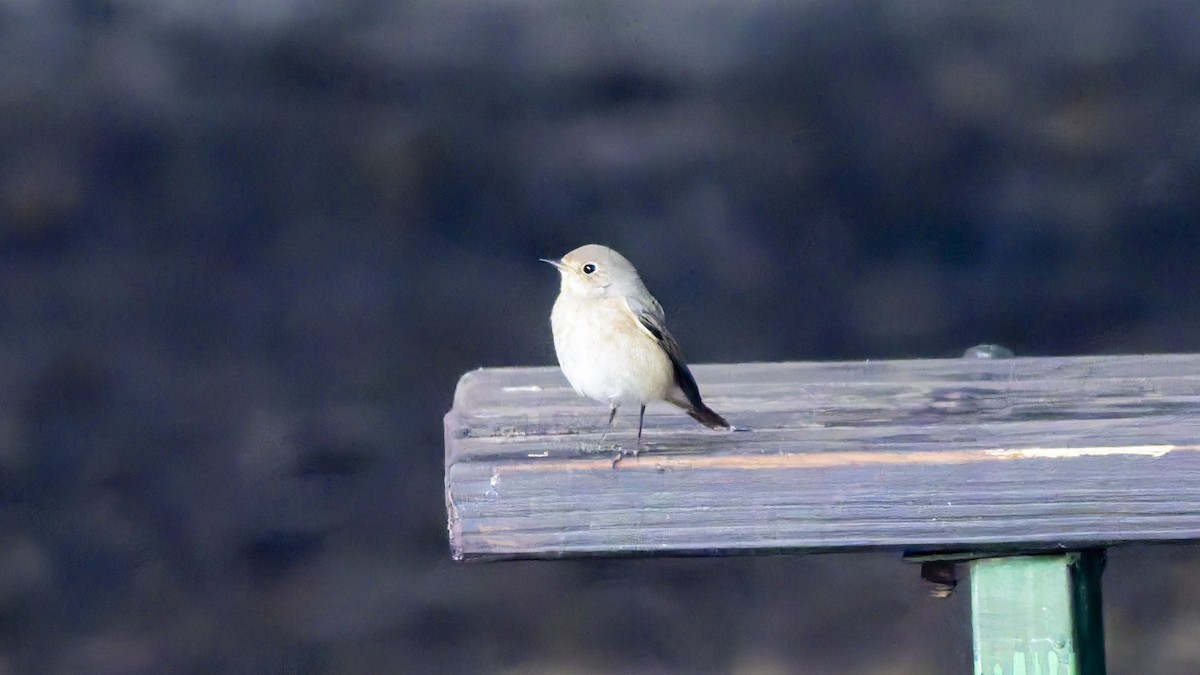 Common Redstart - ML644356564