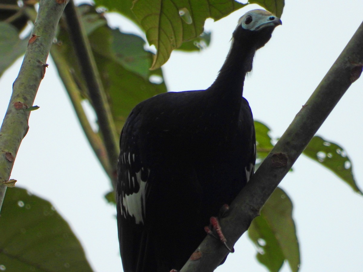 Blue-throated Piping-Guan - ML644356567