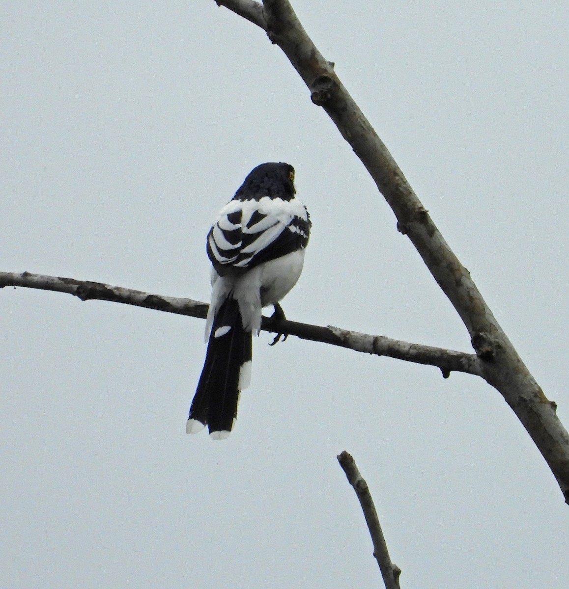Magpie Tanager - ML644356590