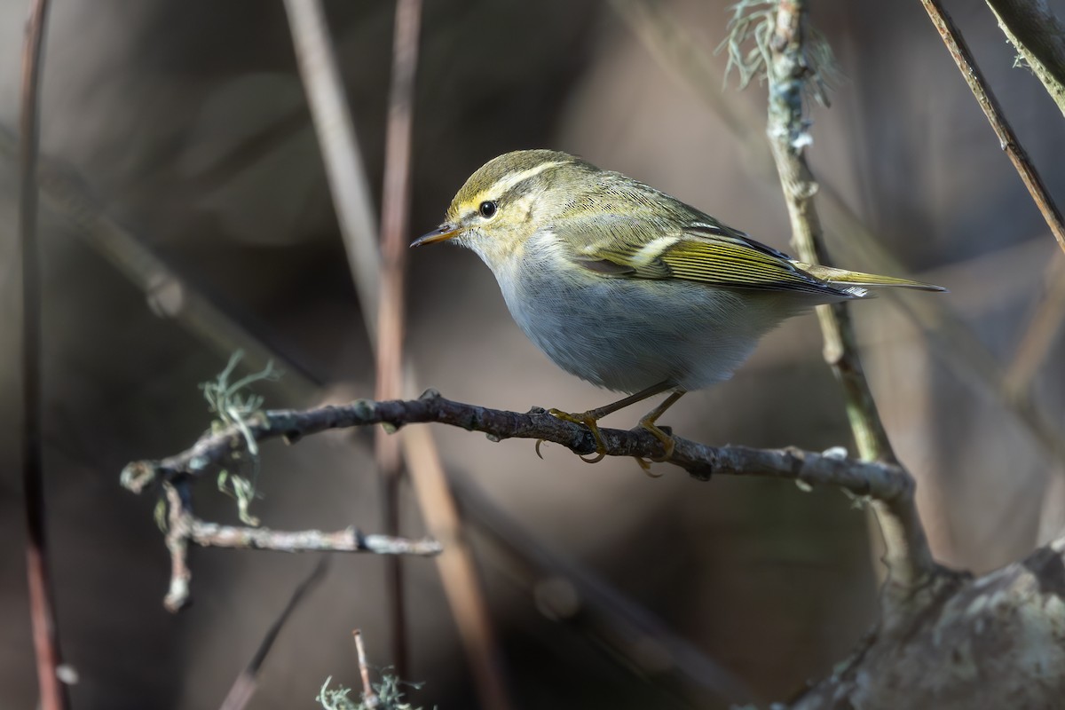 Хүмей дууч шувуу - ML644356593