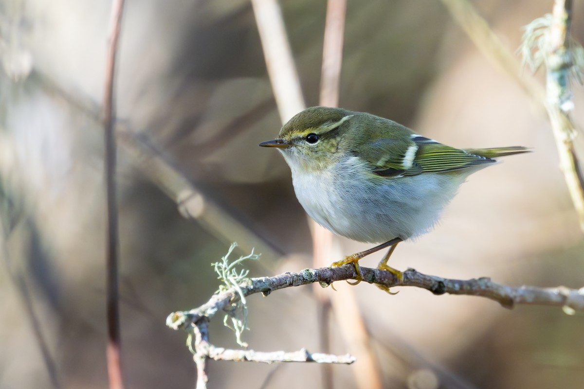 Хүмей дууч шувуу - ML644356594