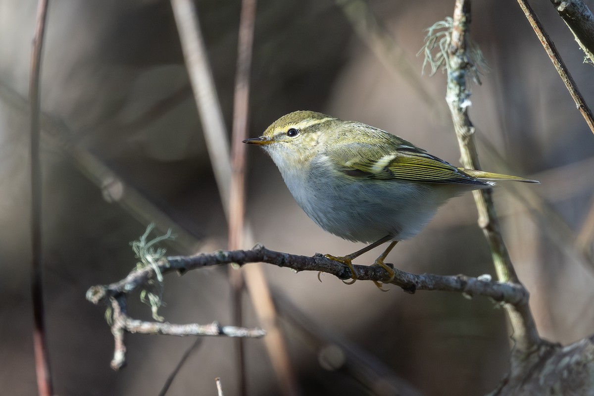 Хүмей дууч шувуу - ML644356595