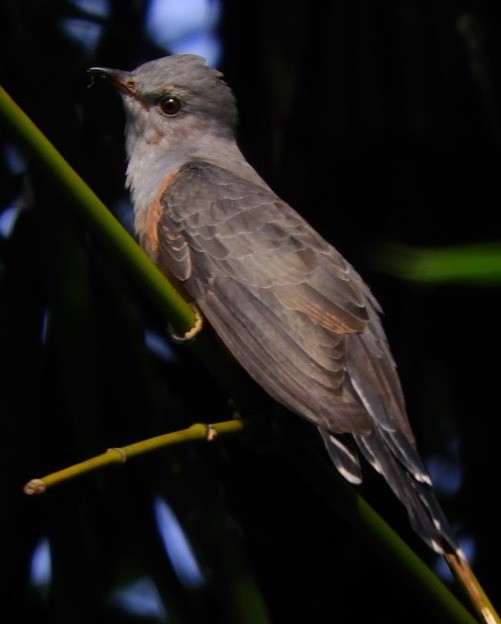 klagegjøk - ML644356601