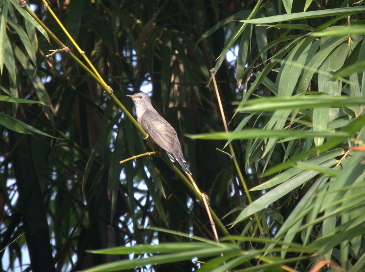 klagegjøk - ML644356602