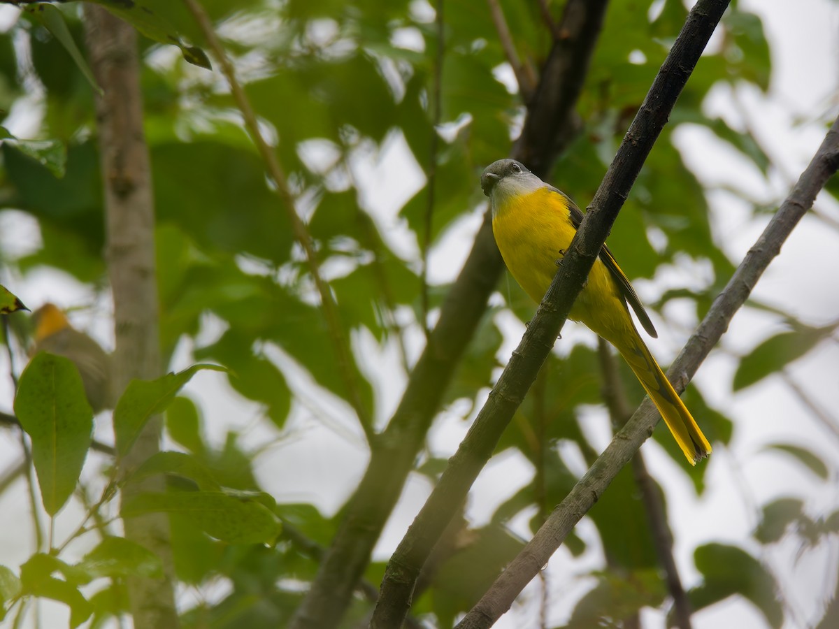 Личинкоїд сірощокий - ML644356612