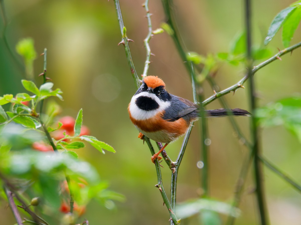 Black-throated Tit - ML644356617