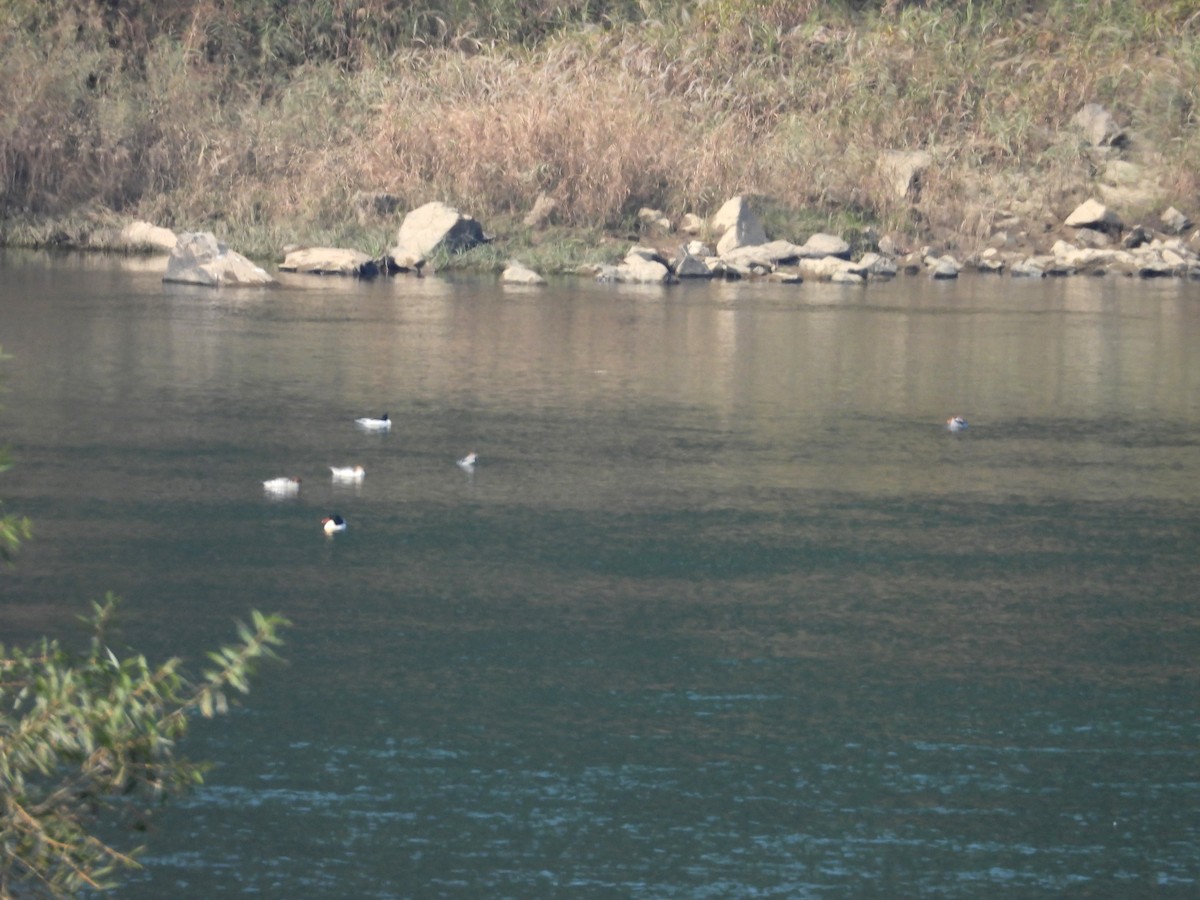 Крех китайський - ML644356618