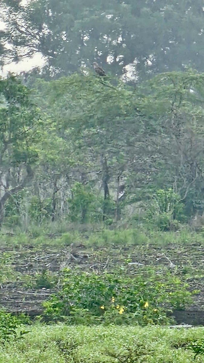 Biancone - ML644356628