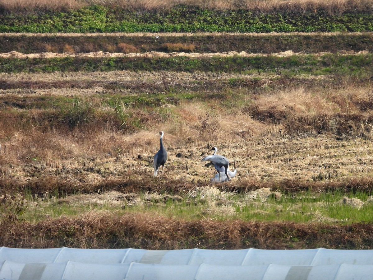 hvitnakketrane - ML644356629