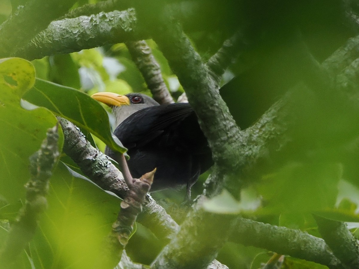 Green Malkoha - ML644356633