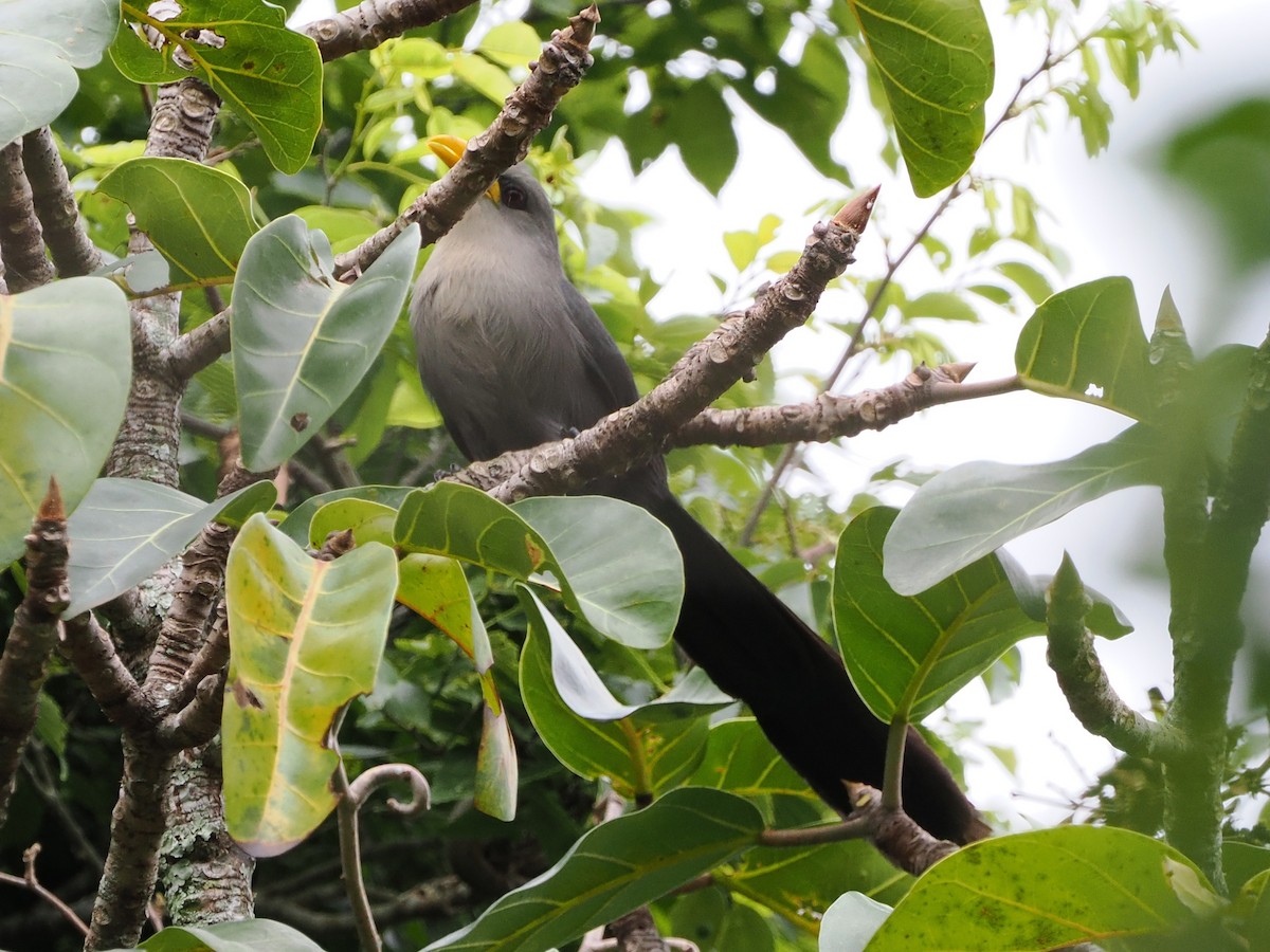 Green Malkoha - ML644356634