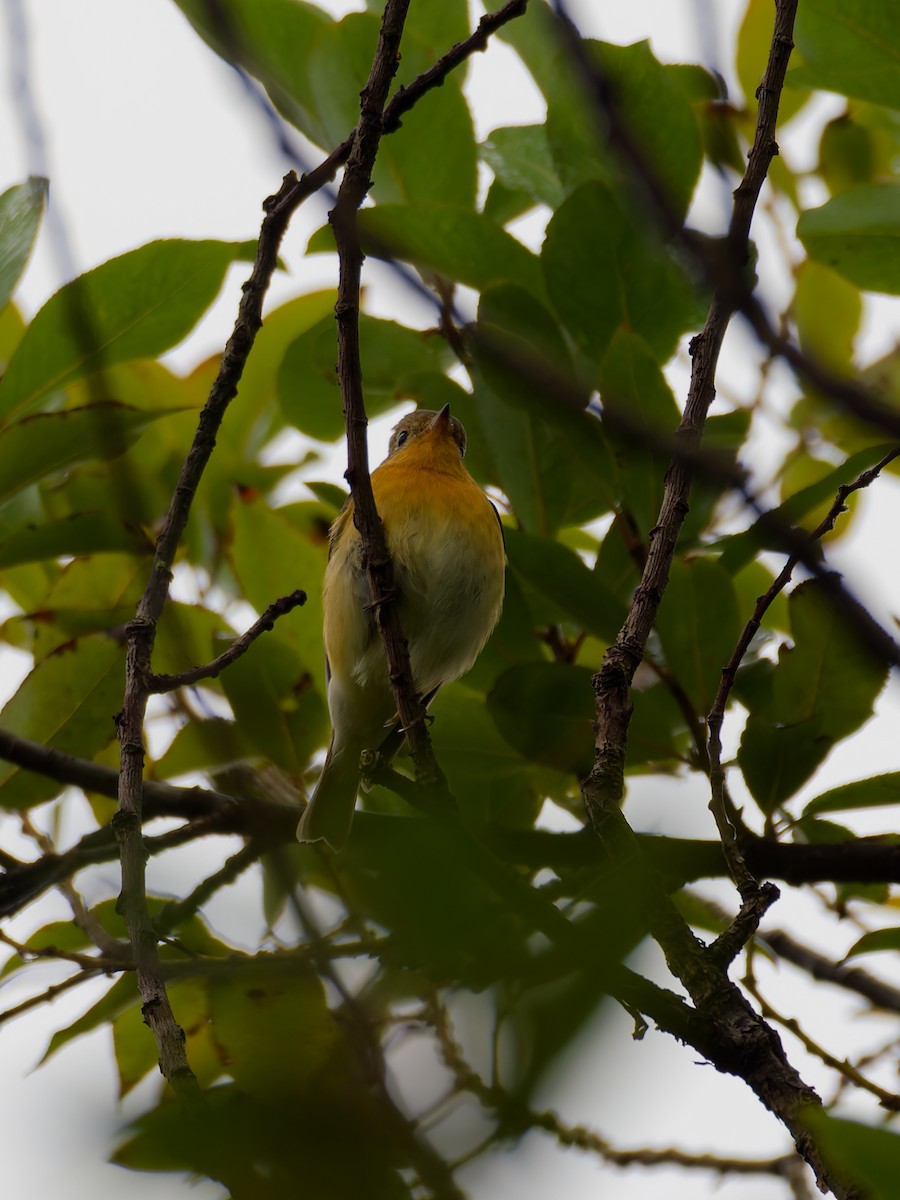 Mugimaki Flycatcher - ML644356635