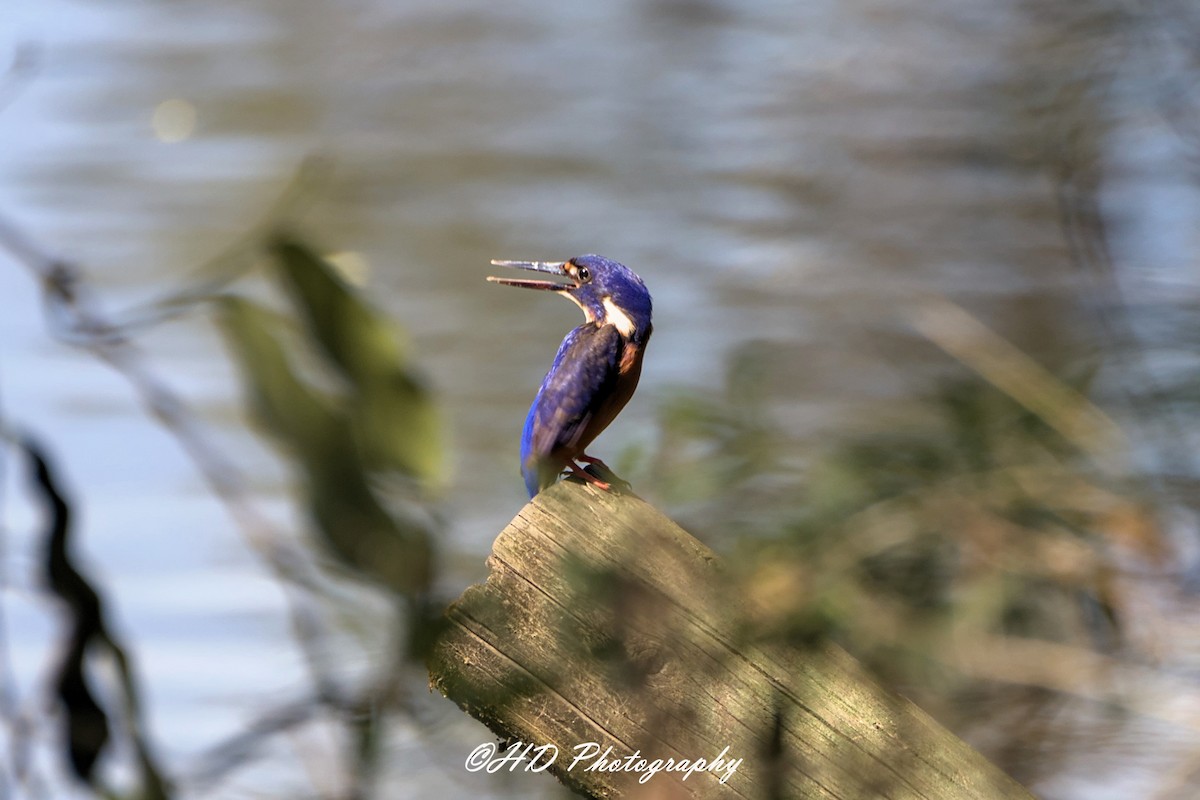 Azure Kingfisher - ML644356639