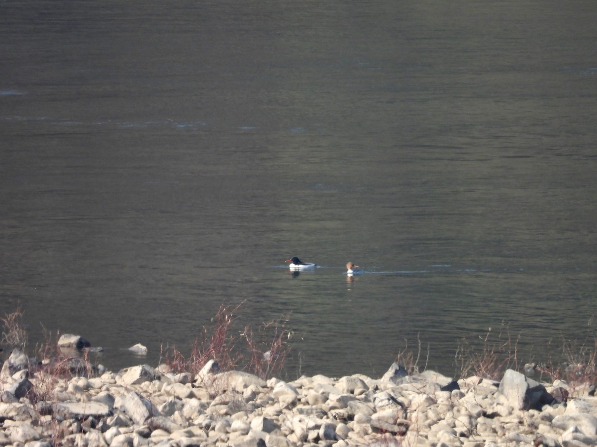 Крех китайський - ML644356661