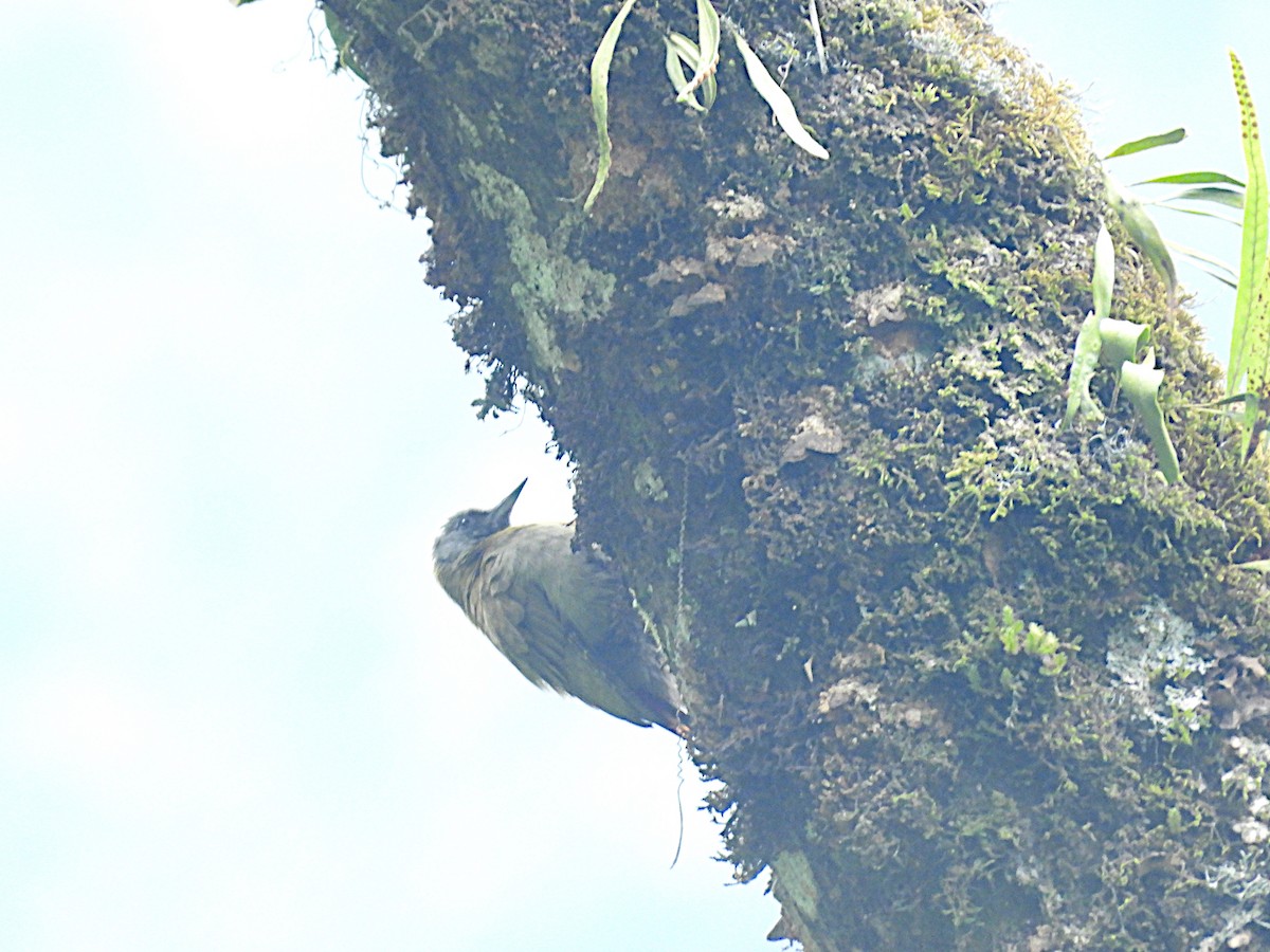 Olive Woodpecker - ML644356671