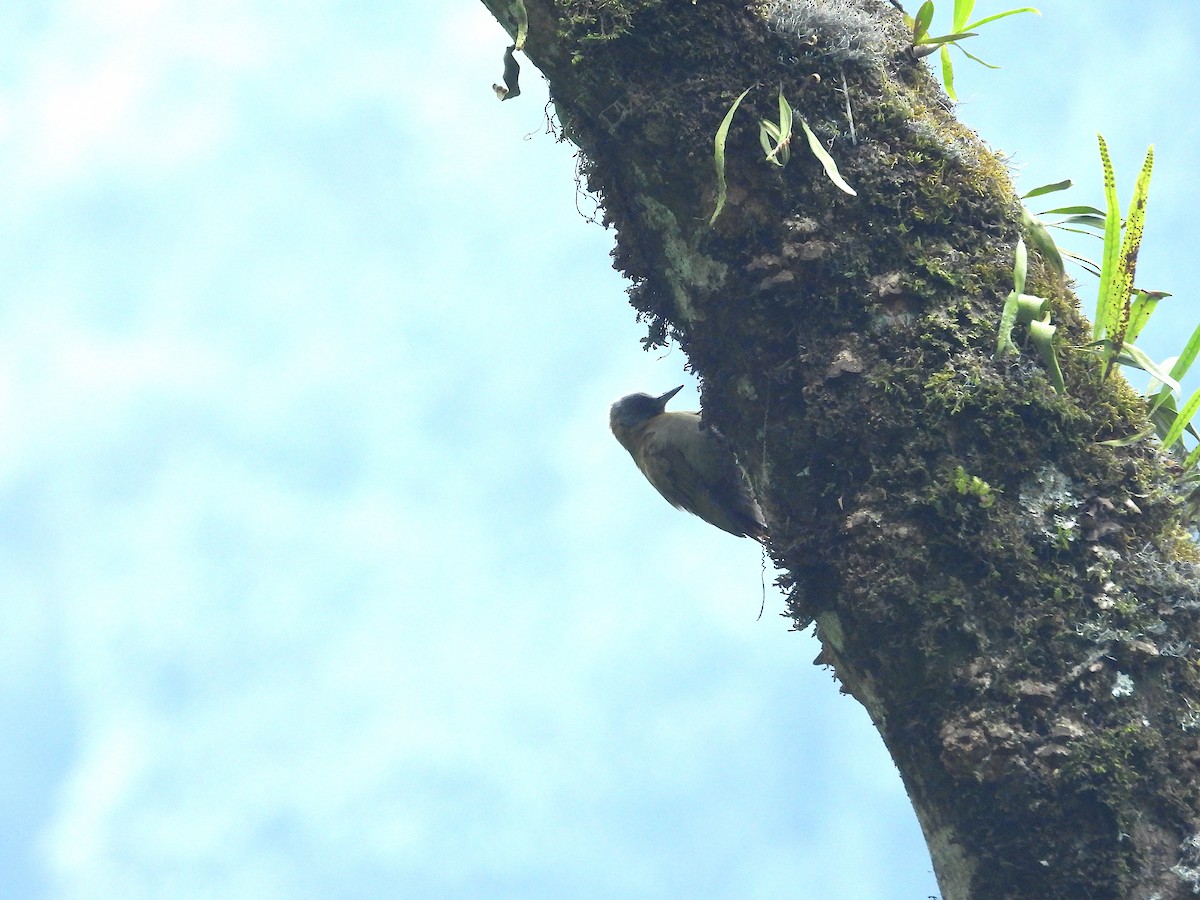 Olive Woodpecker - ML644356672