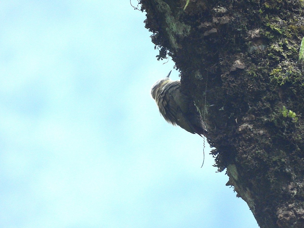 Olive Woodpecker - ML644356673