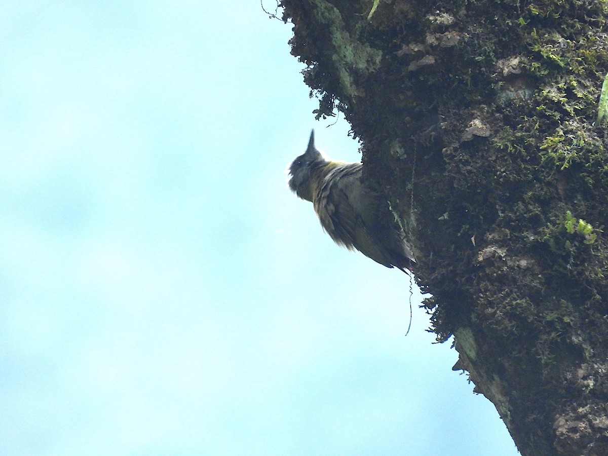 Olive Woodpecker - ML644356674