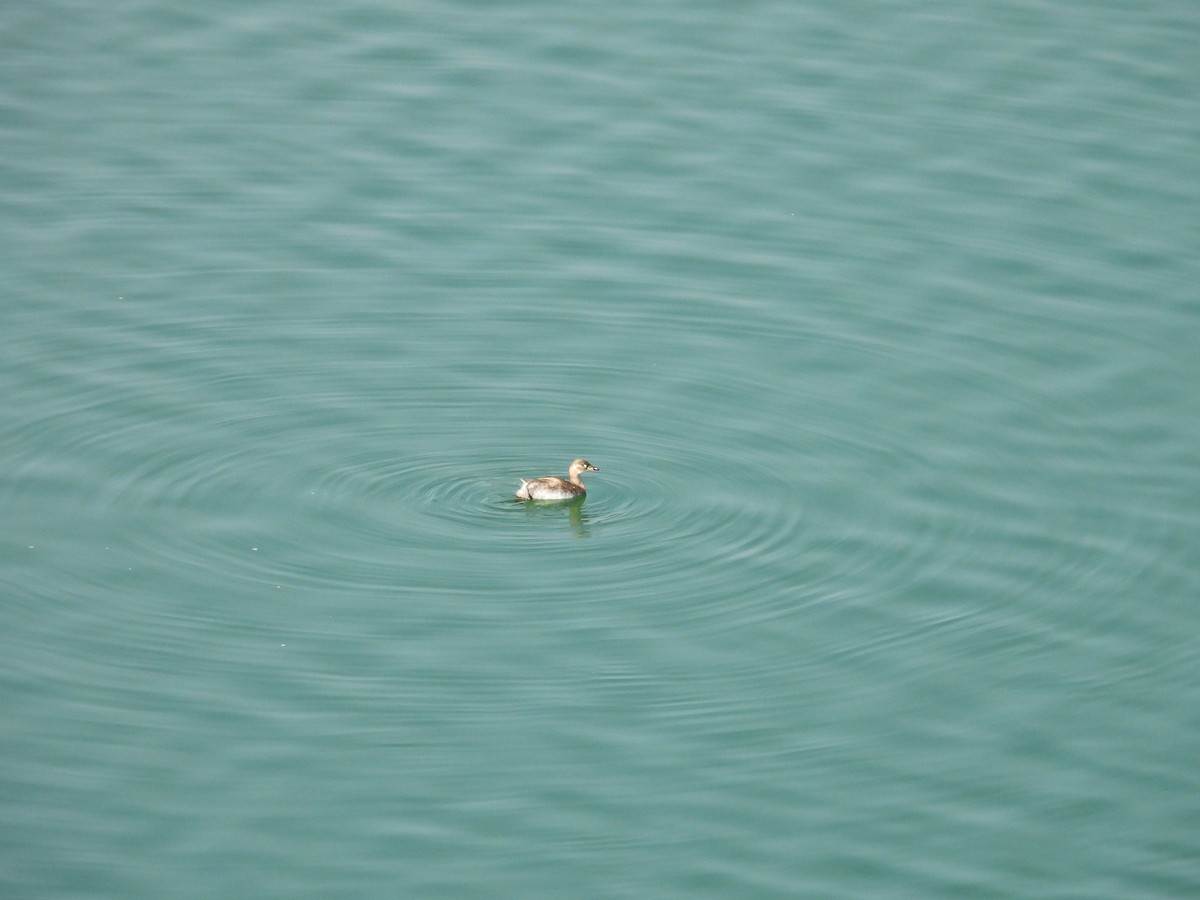 Little Grebe - ML644356681