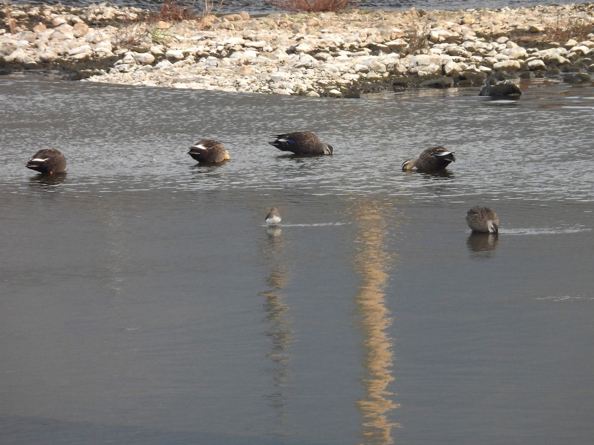Eastern Spot-billed Duck - ML644356688