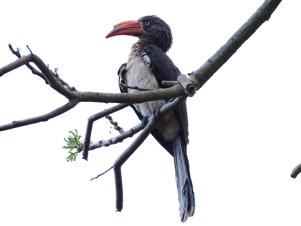 Crowned Hornbill - ML644356690