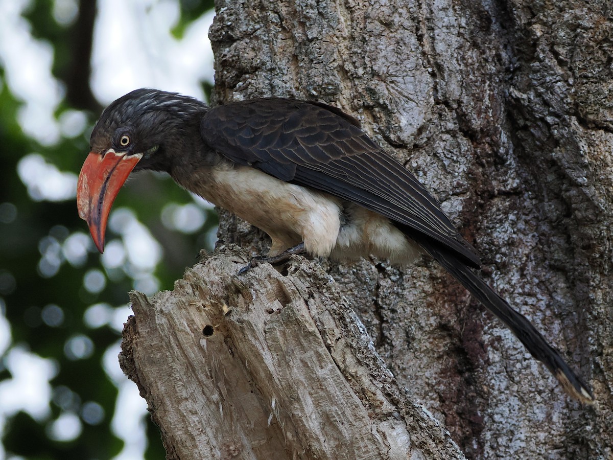 Crowned Hornbill - ML644356691