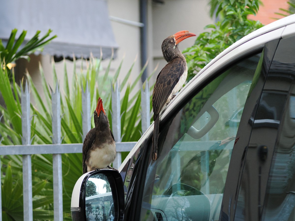 Crowned Hornbill - ML644356692