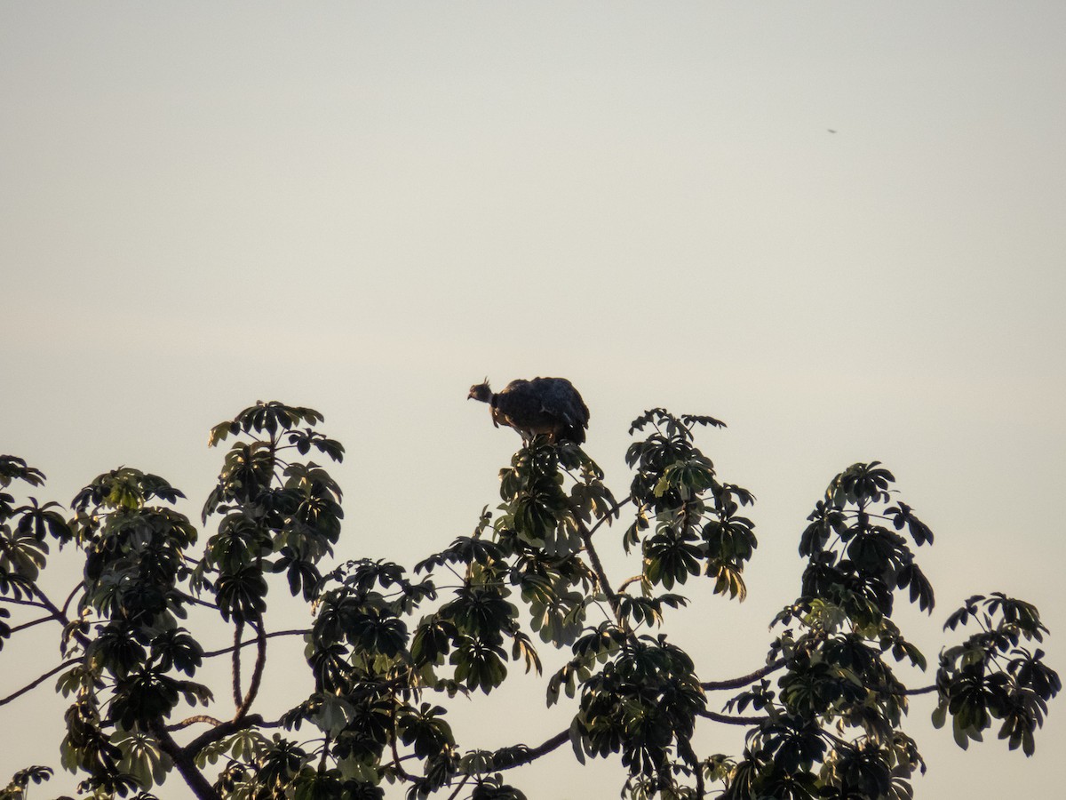 Southern Screamer - ML644356697