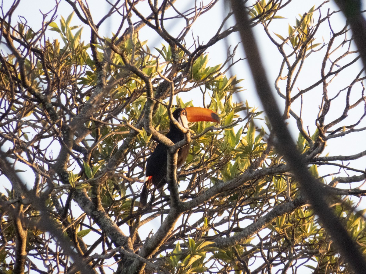 オニオオハシ - ML644356699