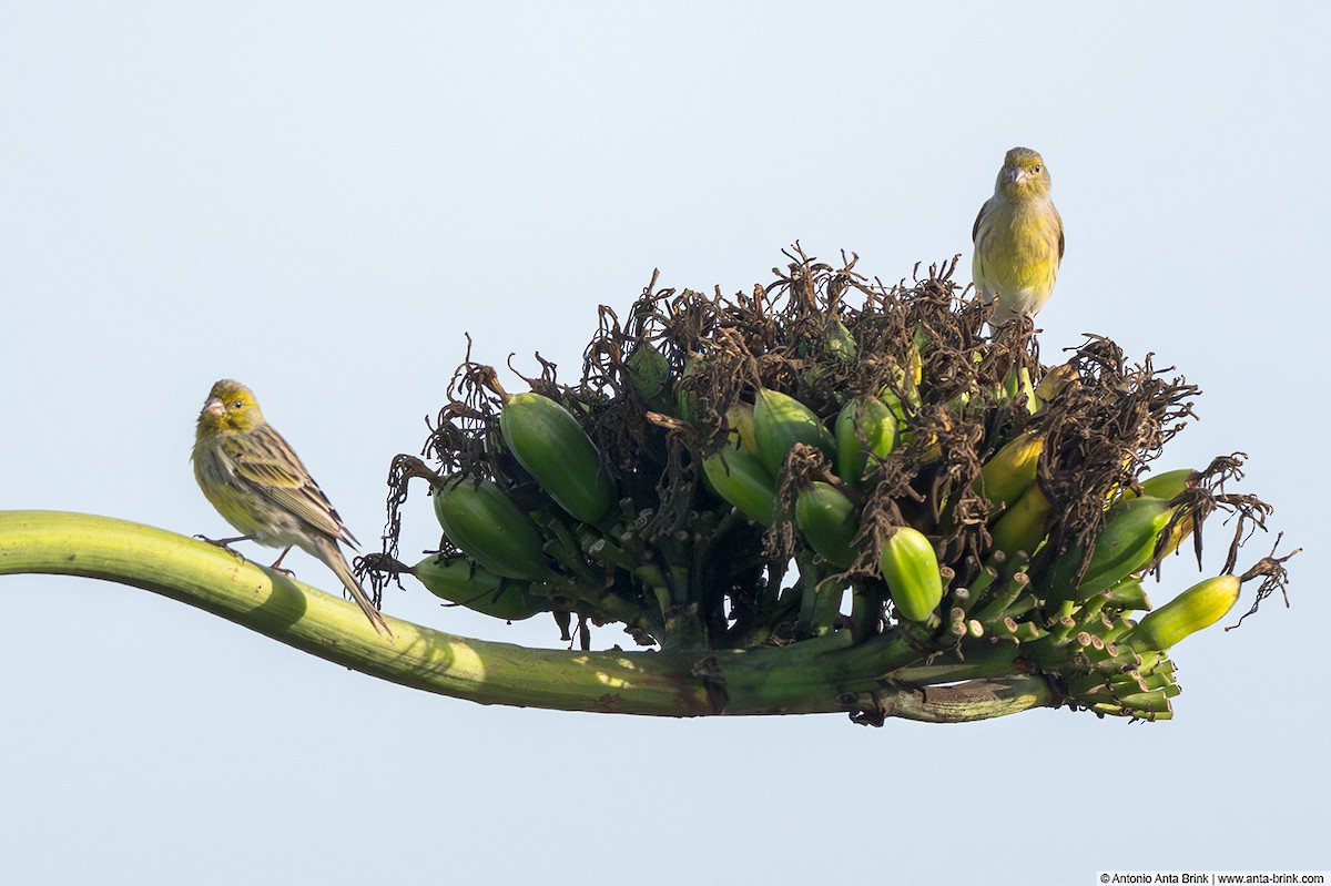 Serin des Canaries - ML644356708