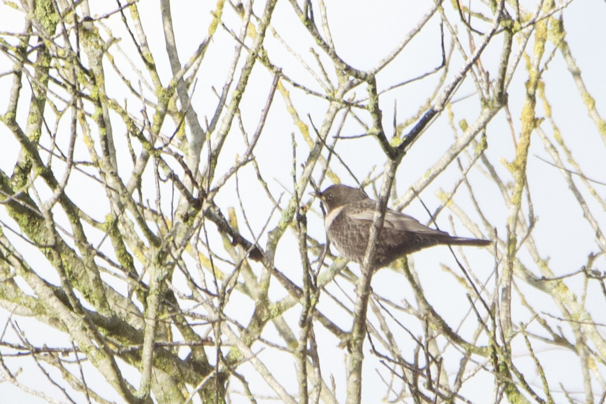 Ring Ouzel - ML644356714