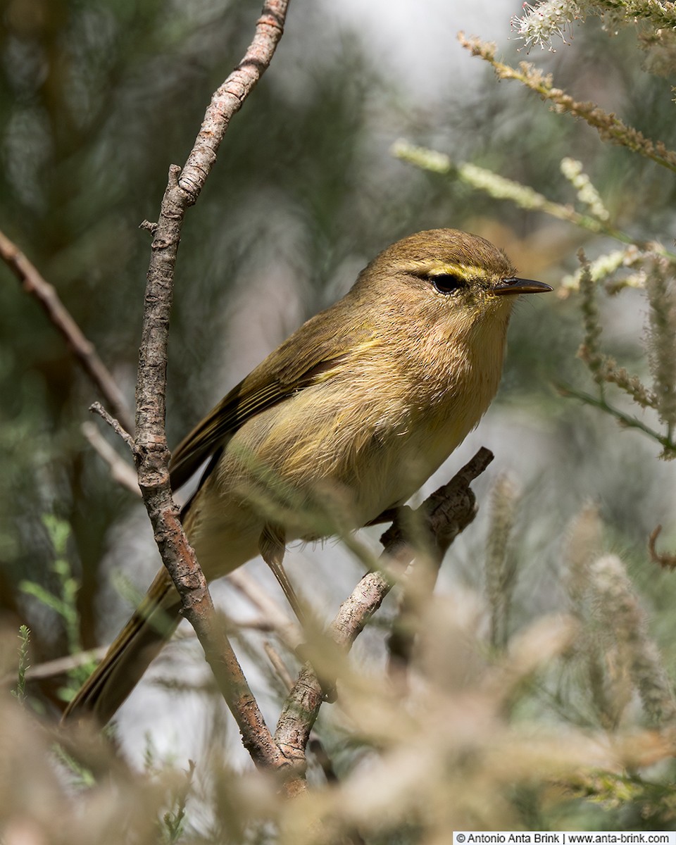 Canary Islands Chiffchaff - ML644356715