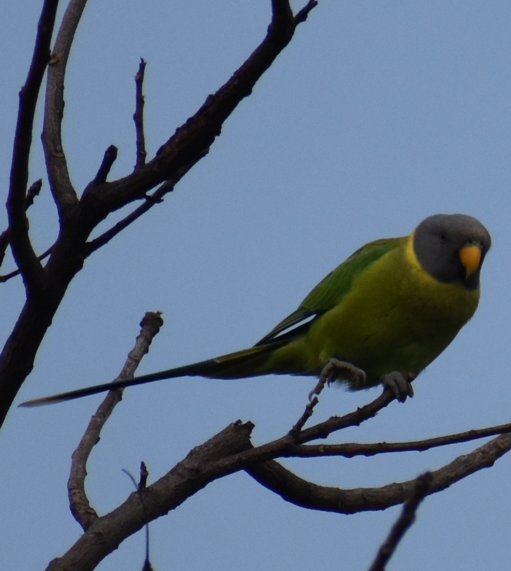 Plum-headed Parakeet - ML644356726