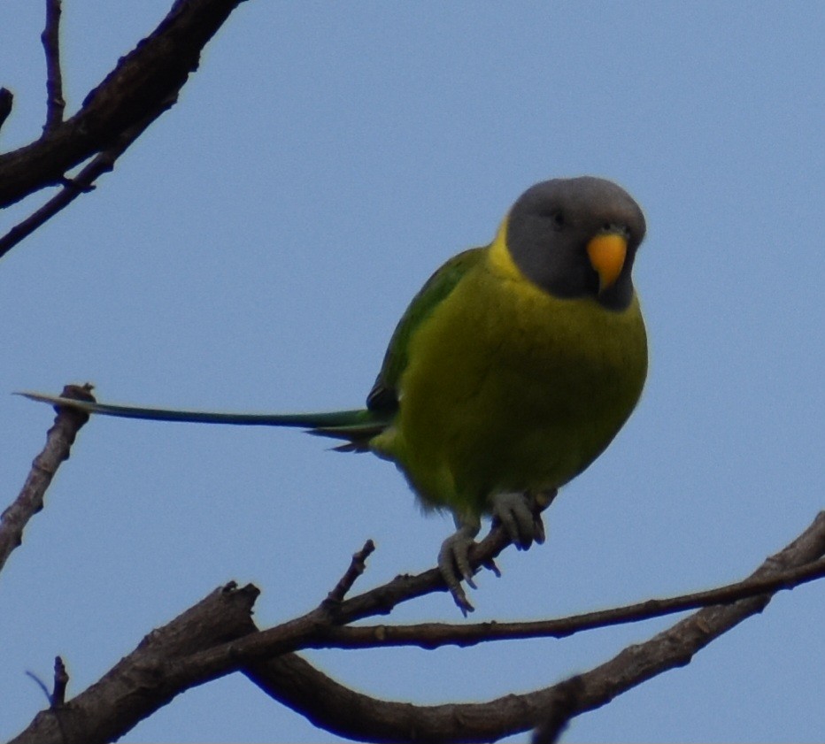 Plum-headed Parakeet - ML644356727