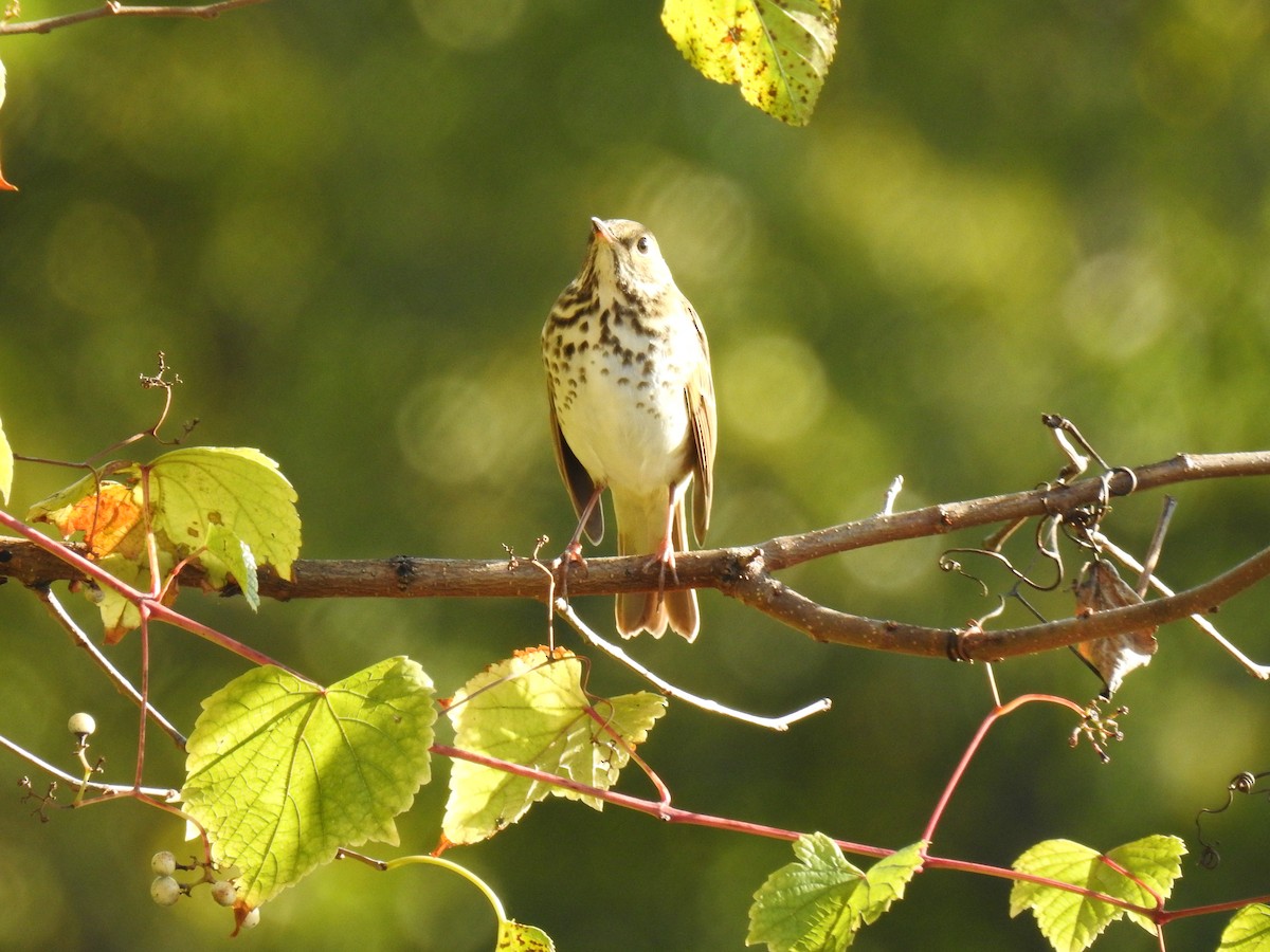 Hermit Thrush - ML644356728