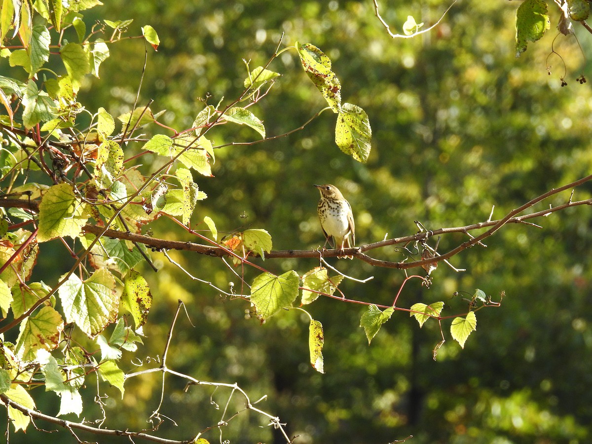 Hermit Thrush - ML644356729