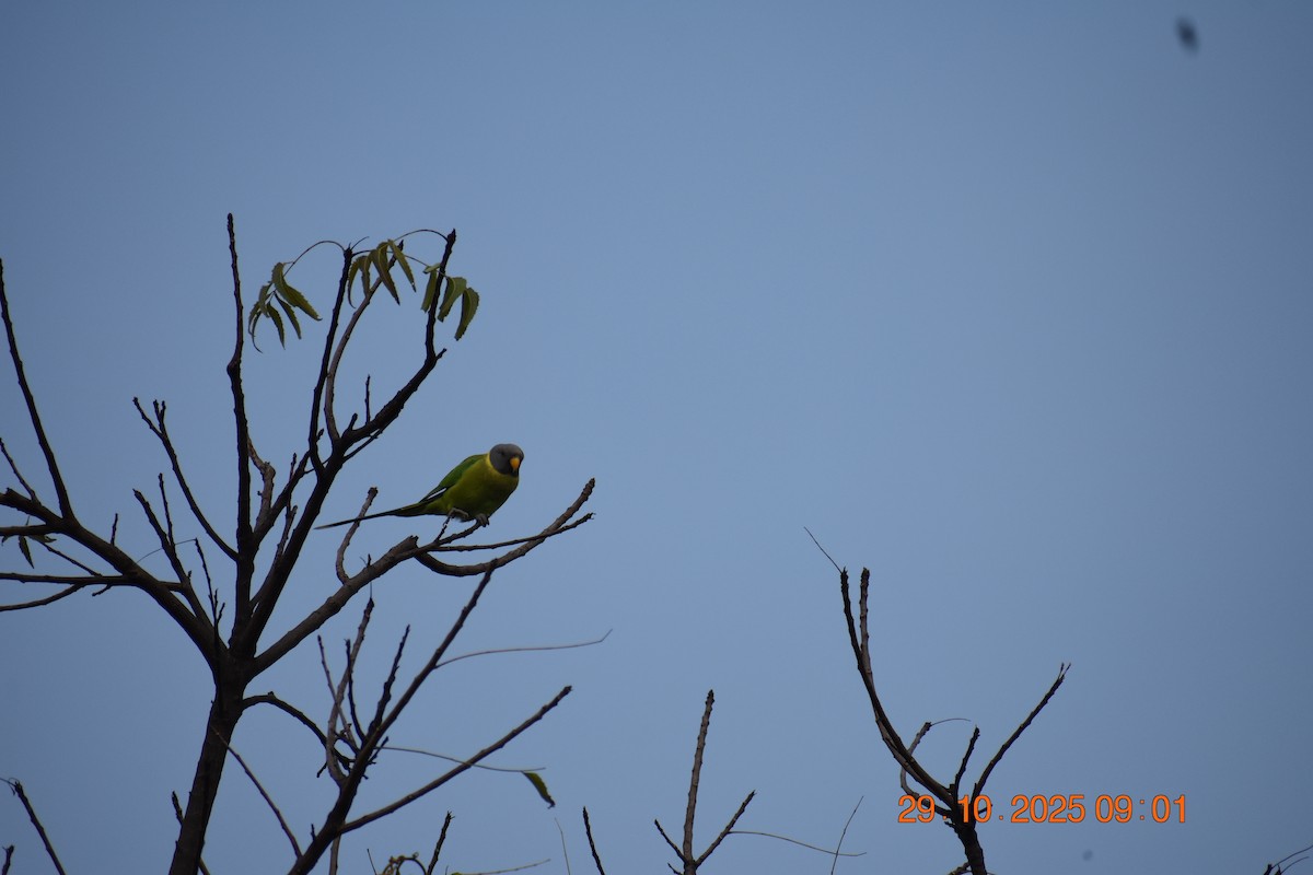 Plum-headed Parakeet - ML644356730