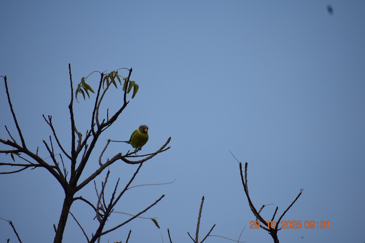 Plum-headed Parakeet - ML644356731