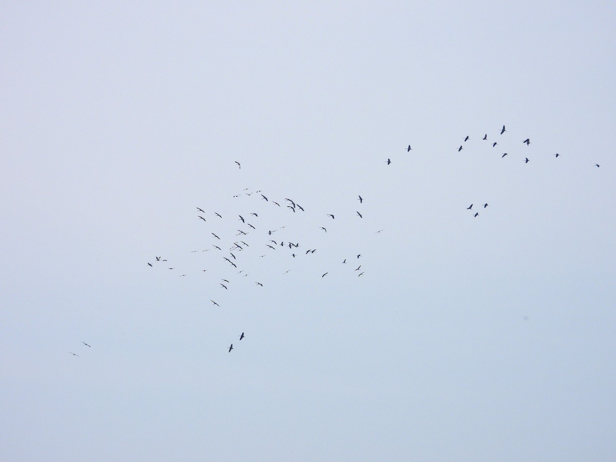 hvitnakketrane - ML644356733