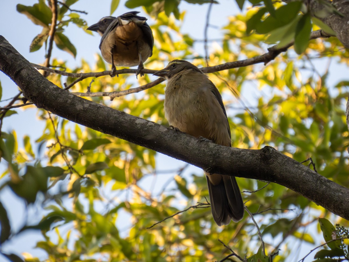 Bluish-gray Saltator - ML644356734