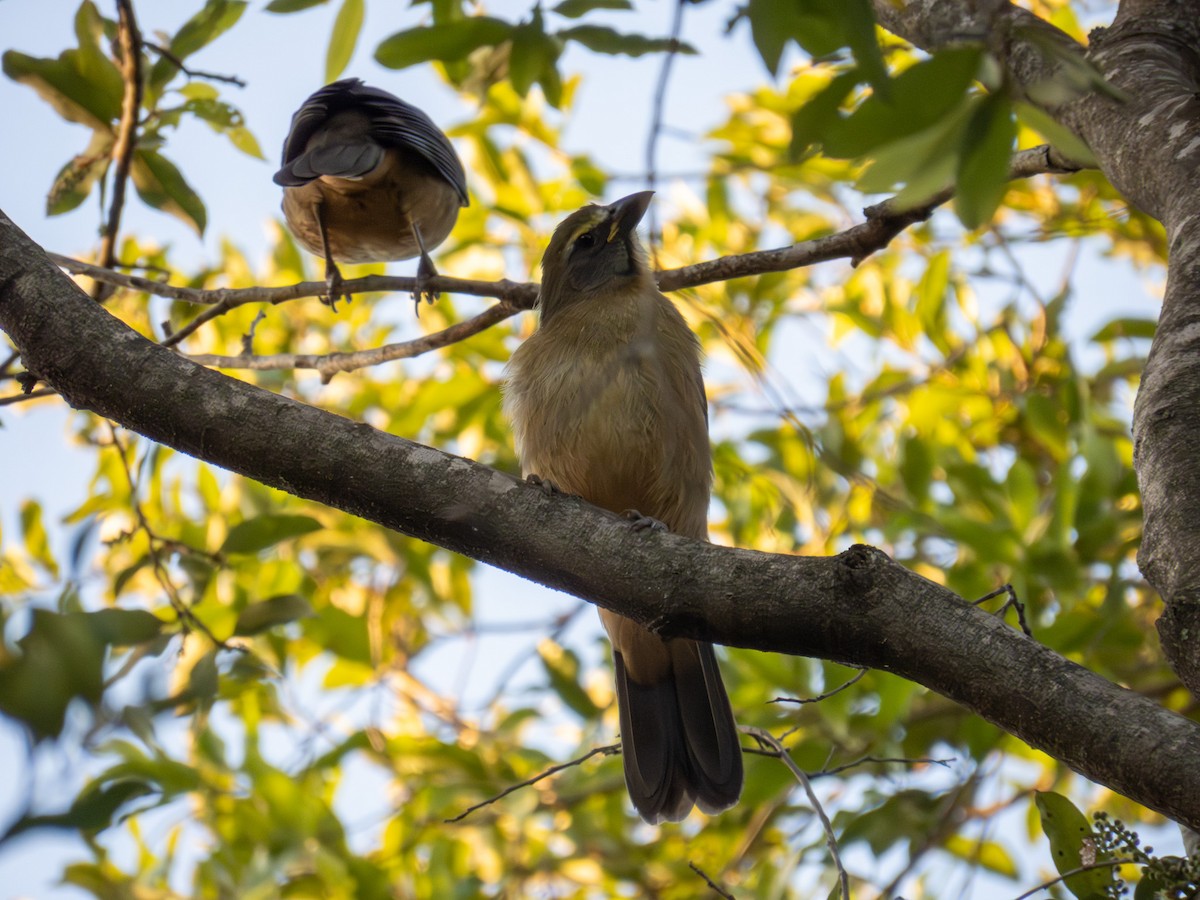 Bluish-gray Saltator - ML644356735