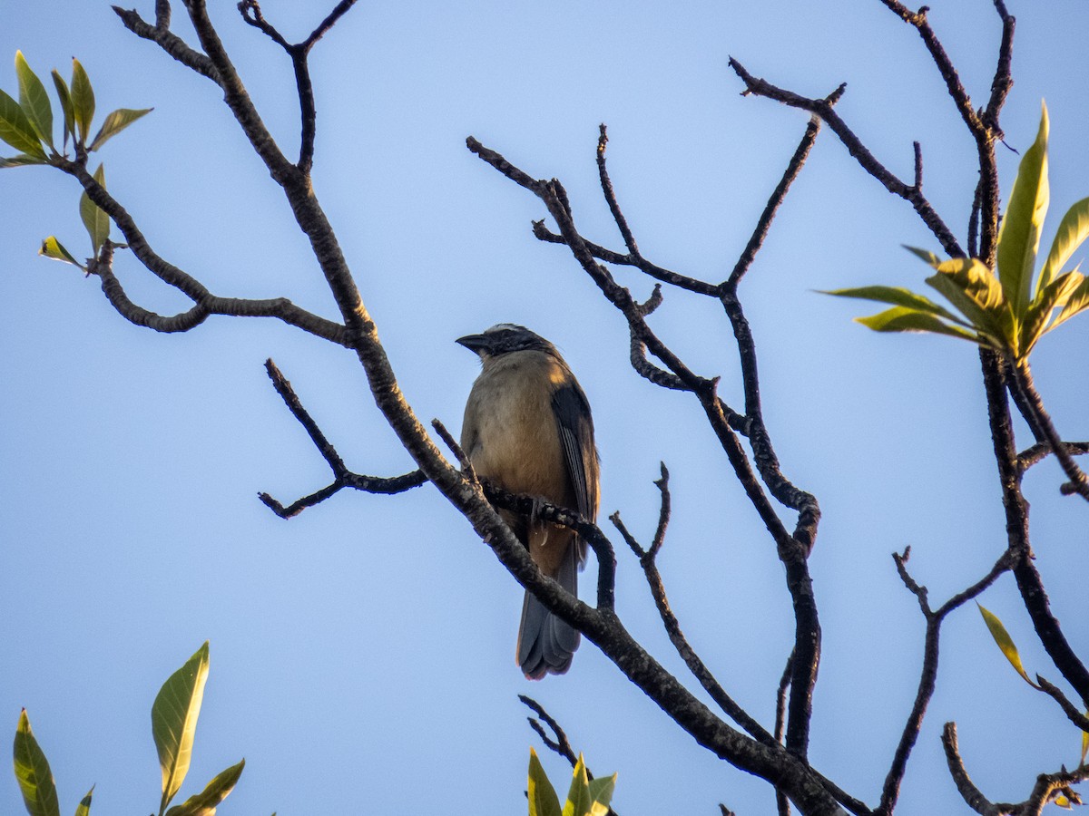 Bluish-gray Saltator - ML644356736