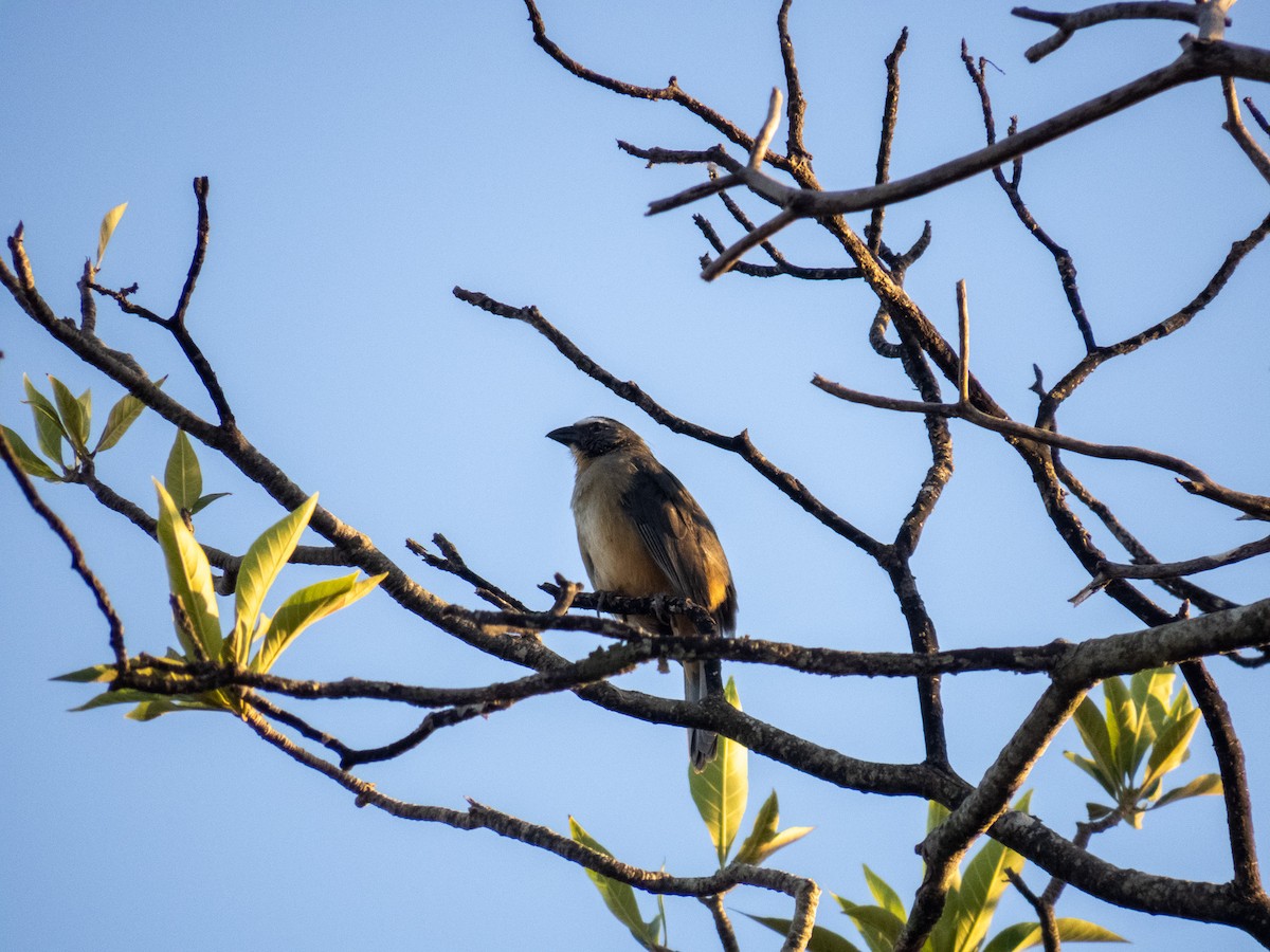 Bluish-gray Saltator - ML644356737