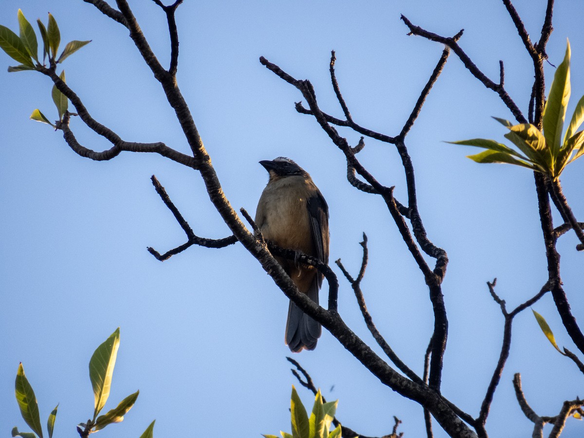 Bluish-gray Saltator - ML644356738