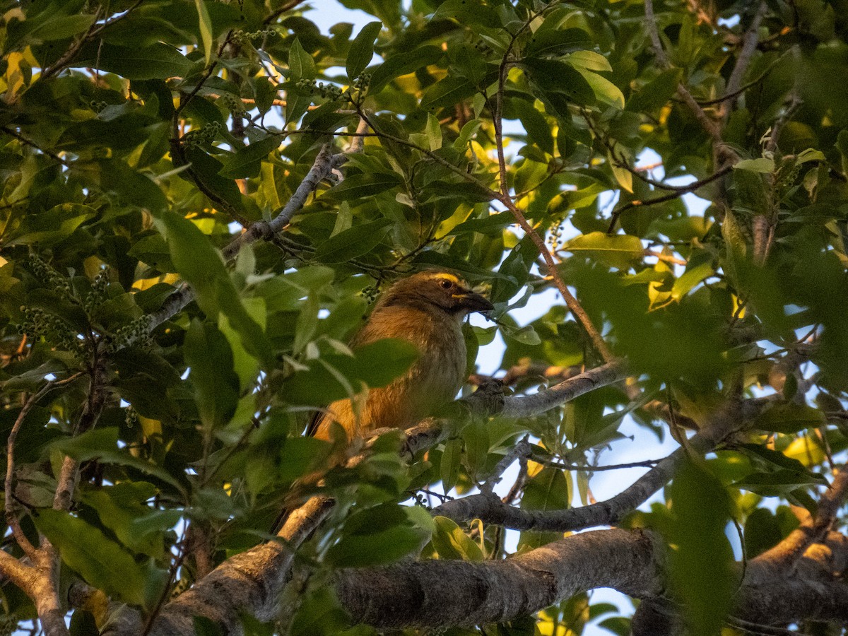 Bluish-gray Saltator - ML644356739