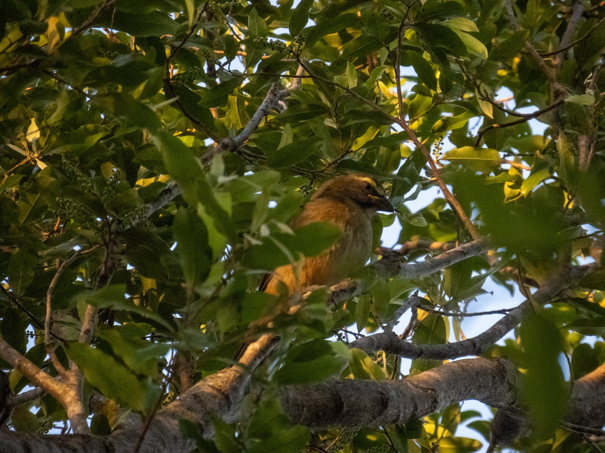 Bluish-gray Saltator - ML644356740