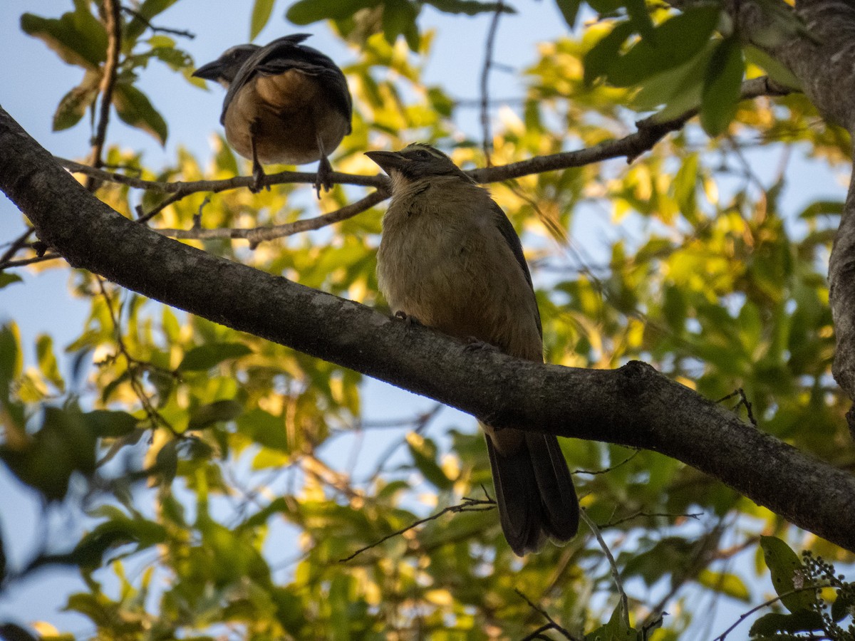 Bluish-gray Saltator - ML644356741